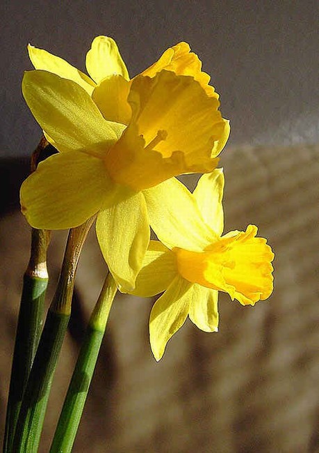 n_narcis 0557.jpg